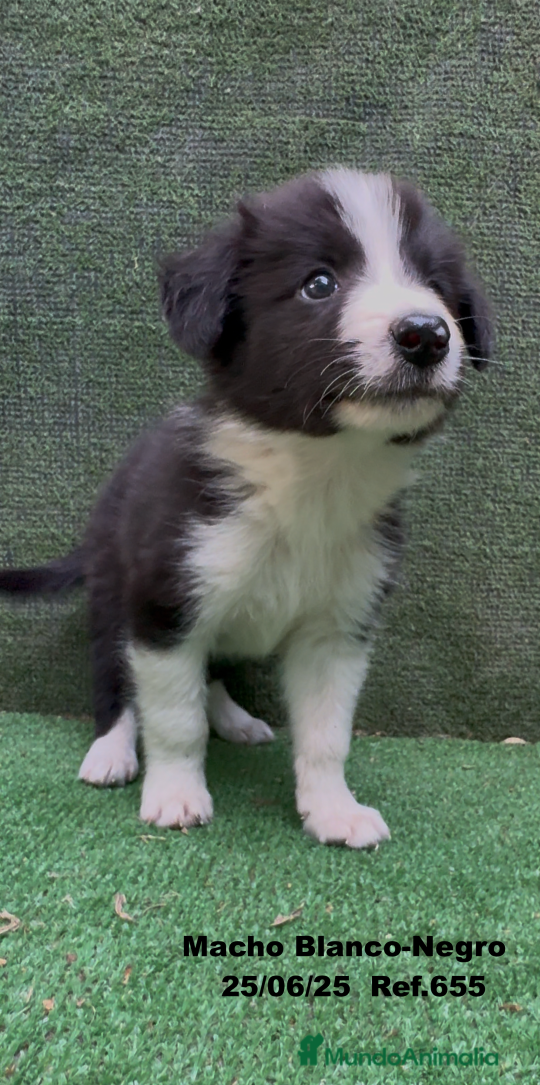 Border Collie perros en venta: BORDER COLLIE DE VILLA BIZNAGA - Imagen 8