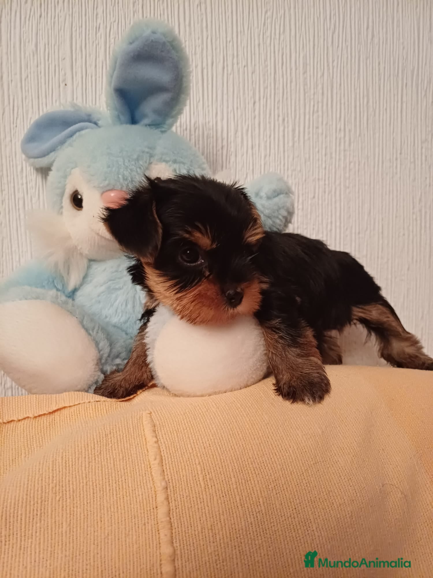 Yorkshire Terrier perros Listos para entregar preciosos Yorkshire  en Murcia - Anuncio 2