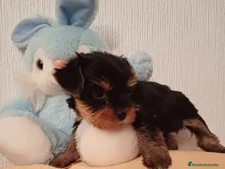 Yorkshire Terrier perros Listos para entregar preciosos Yorkshire en Murcia - Anuncio 2