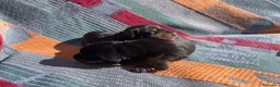 Teckel perros en venta: perro salchicha bebe en Madrid - Anuncio 11