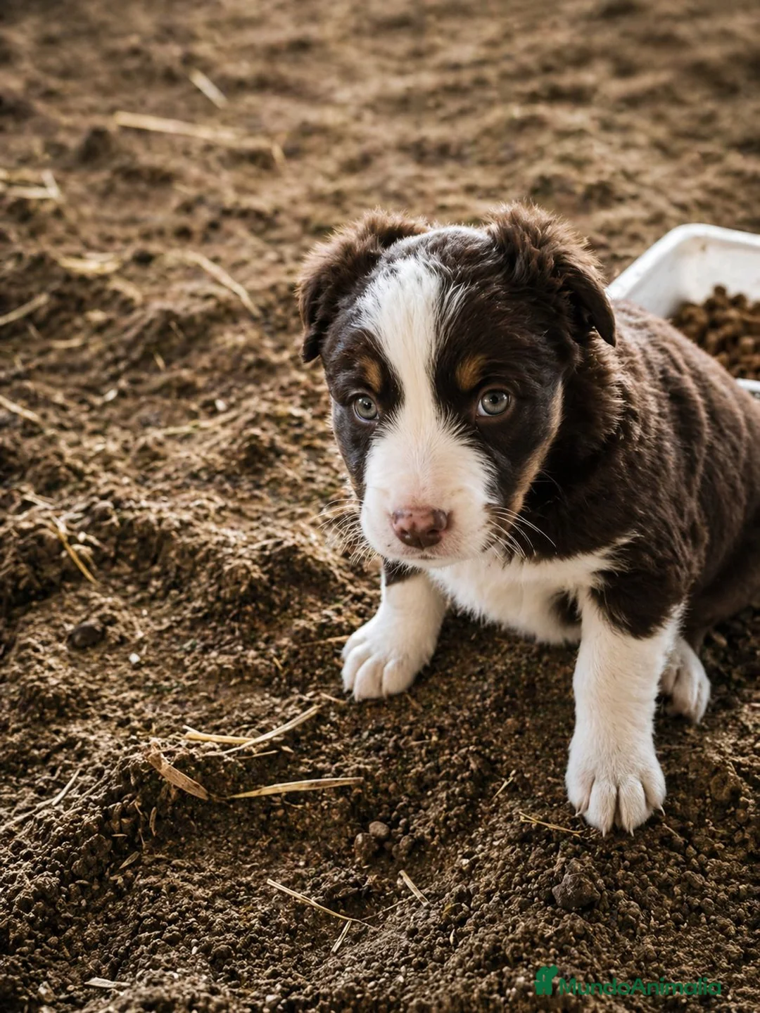 Border Collie perros en venta: BORDER COLLIE CHOCOLATE  en Badajoz - Anuncio 2
