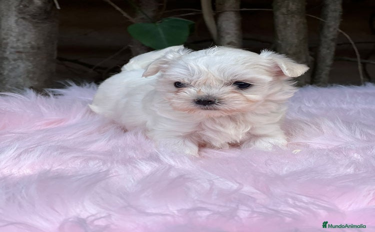 Bichón Maltés perros - Anuncio 3