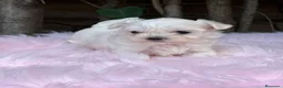 Bichón Maltés perros en venta: BICHÓN MALTES AMERICANO TOY - Anuncio 1