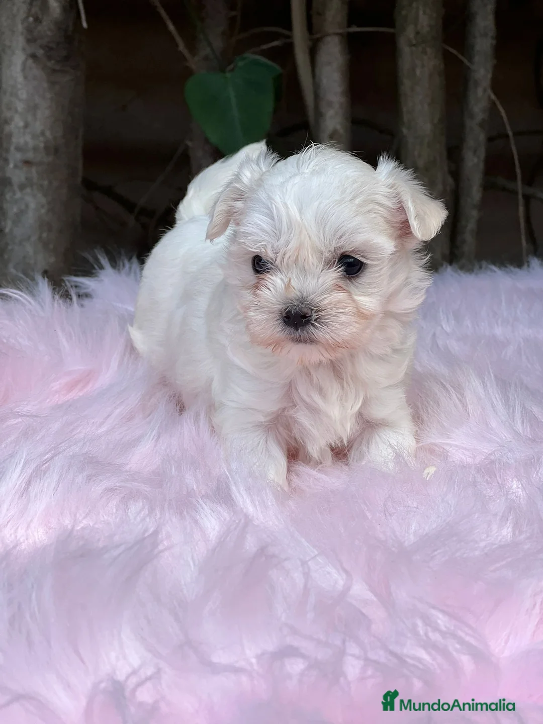 Bichón Maltés perros en venta: BICHÓN MALTES AMERICANO TOY - Anuncio 1