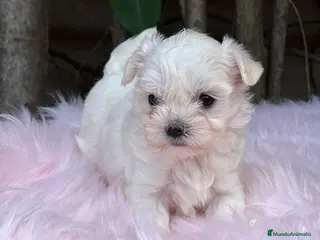 Bichón Maltés perros BICHÓN MALTES AMERICANO TOY - Anuncio 8