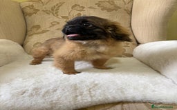 Pekinés perros en venta: Cachorros de Pekines Imperial hembras  - Imagen 7