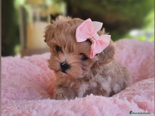 Maltipoo perros - Anuncio 28