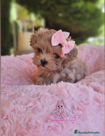 Maltipoo perros - Anuncio 2