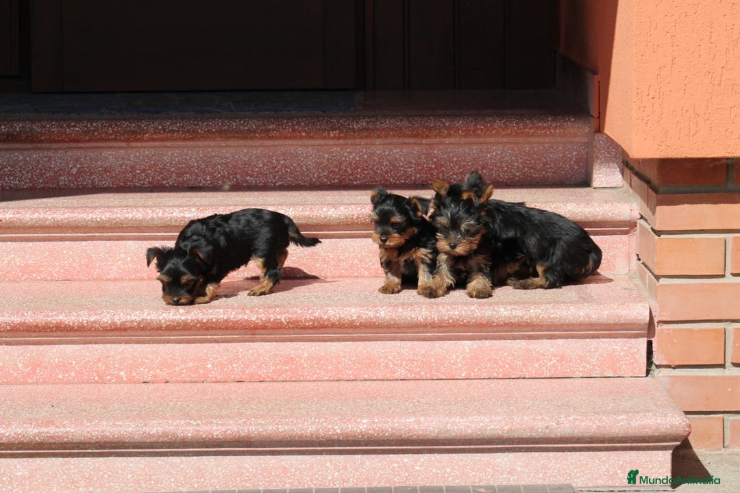 Yorkshire Terrier perros en venta: CACHORROS DE YORKSHIRE  - Imagen 3