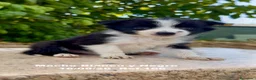 Border Collie perros en venta: BORDER COLLIE DE VILLA BIZNAGA - Anuncio 28
