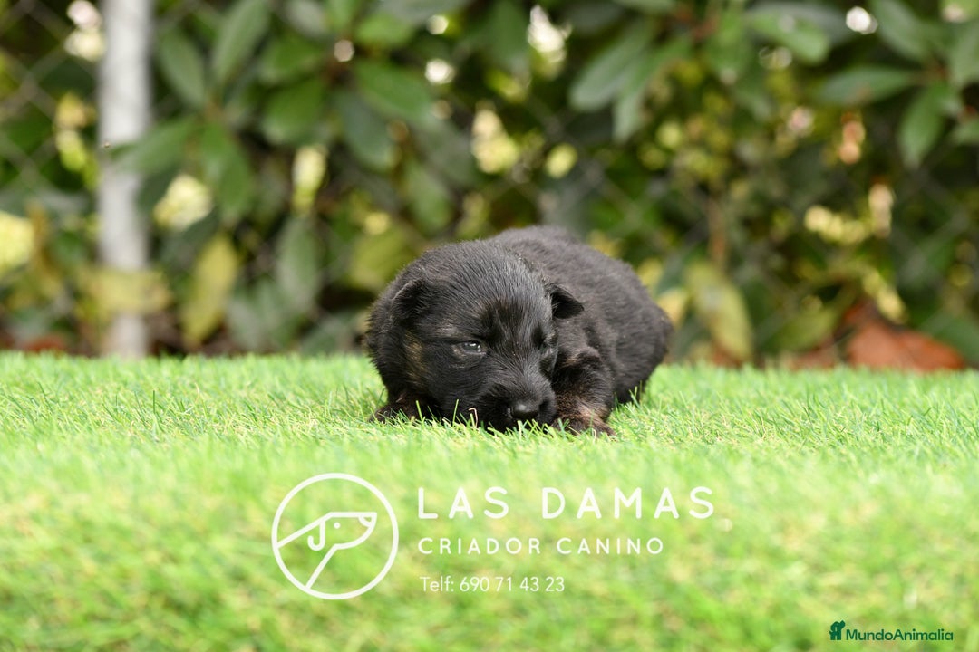 Pastor Alemán perros en venta: Pastor alemán disponibles - Imagen 5