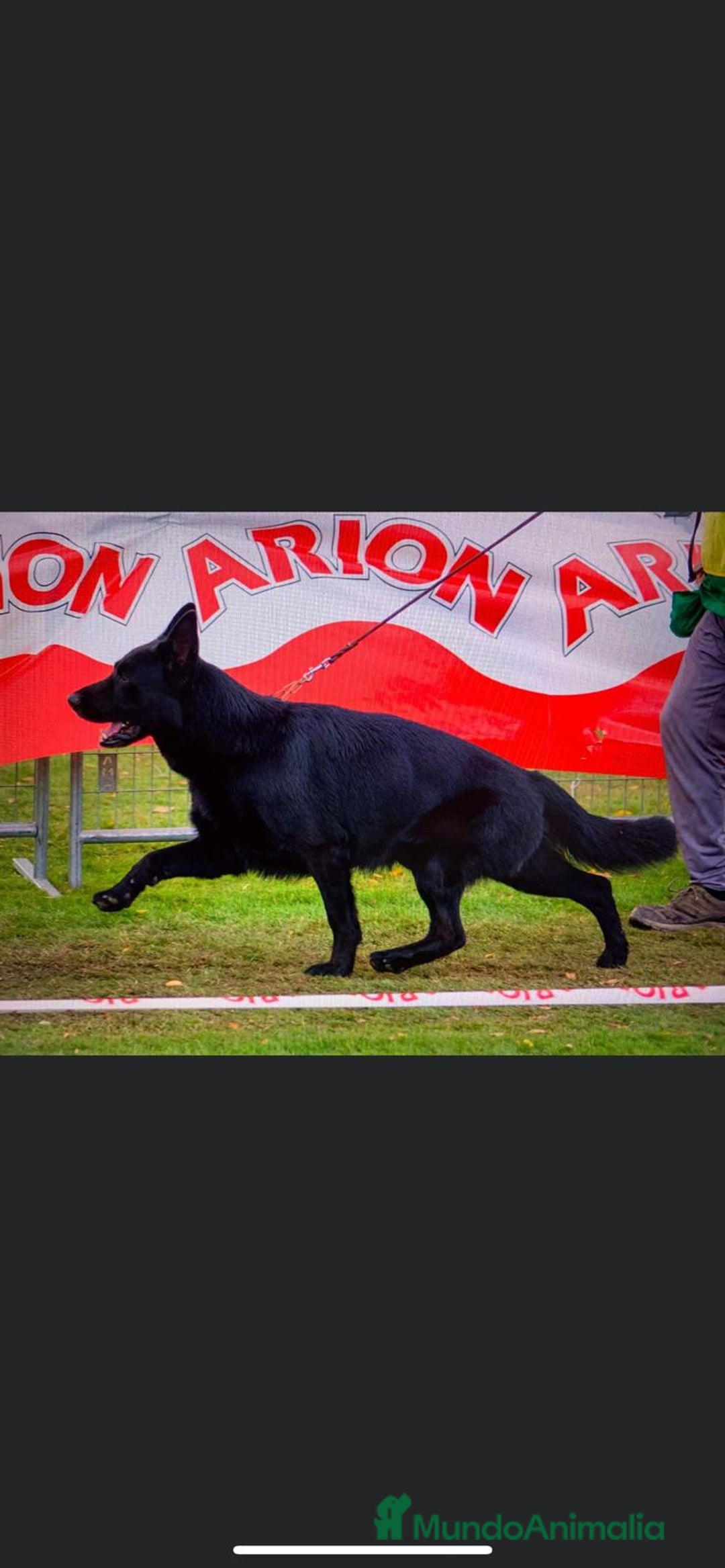 Pastor Alemán perros en venta: Pastor alemán belleza  - Anuncio 25