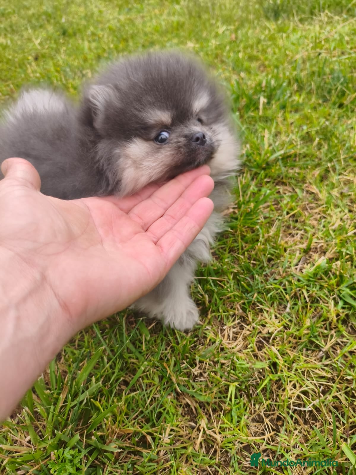 Pomerania perros pomerania  - Anuncio 1