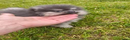Pomerania perros en venta: pomerania  en Barcelona - Anuncio 1