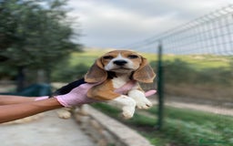Beagle perros en venta: Macho y hembra Beagle listos para un hogar 💖 - Imagen 2