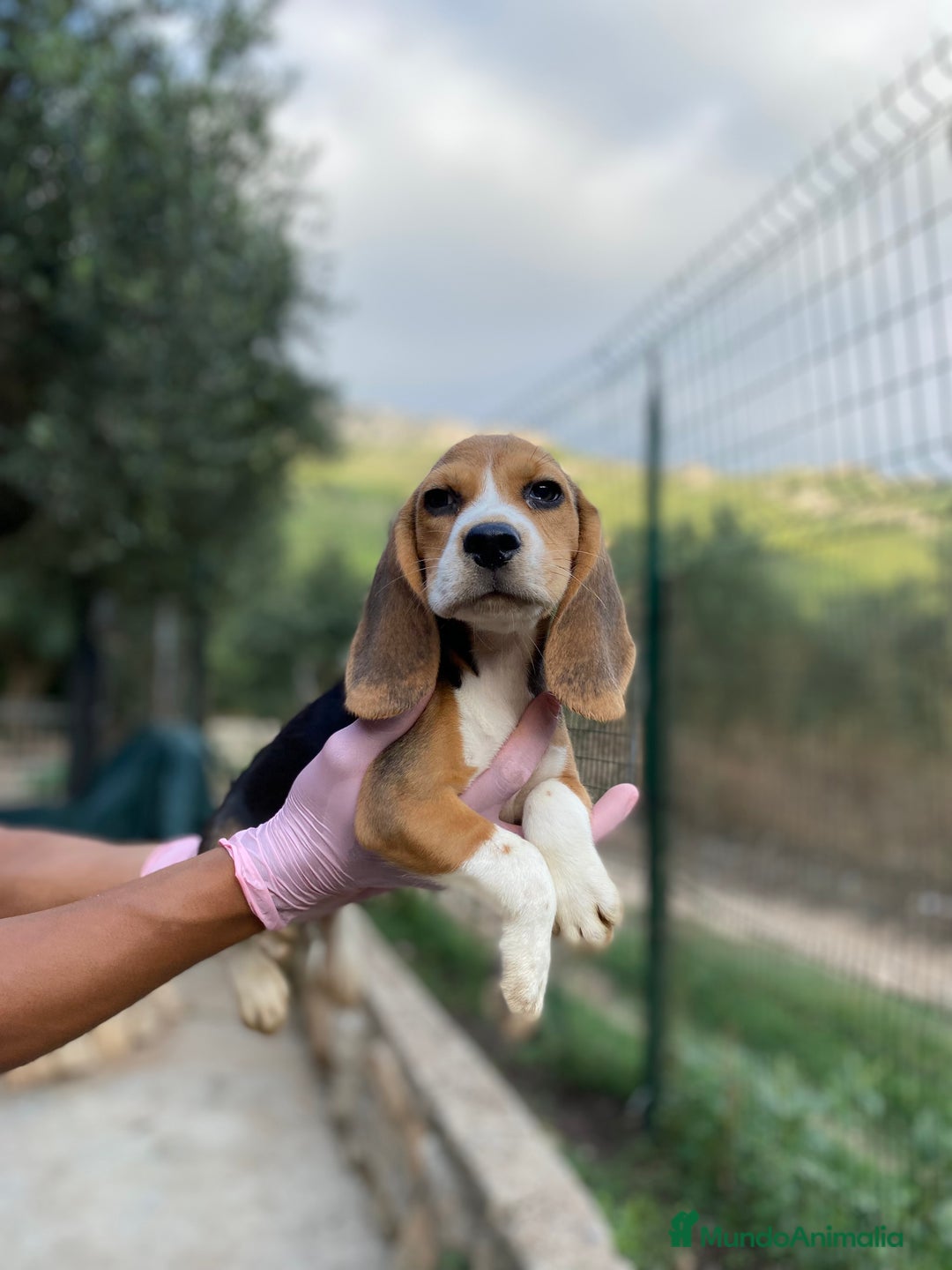 Beagle perros en venta: Macho y hembra Beagle listos para un hogar 💖 - Imagen 2