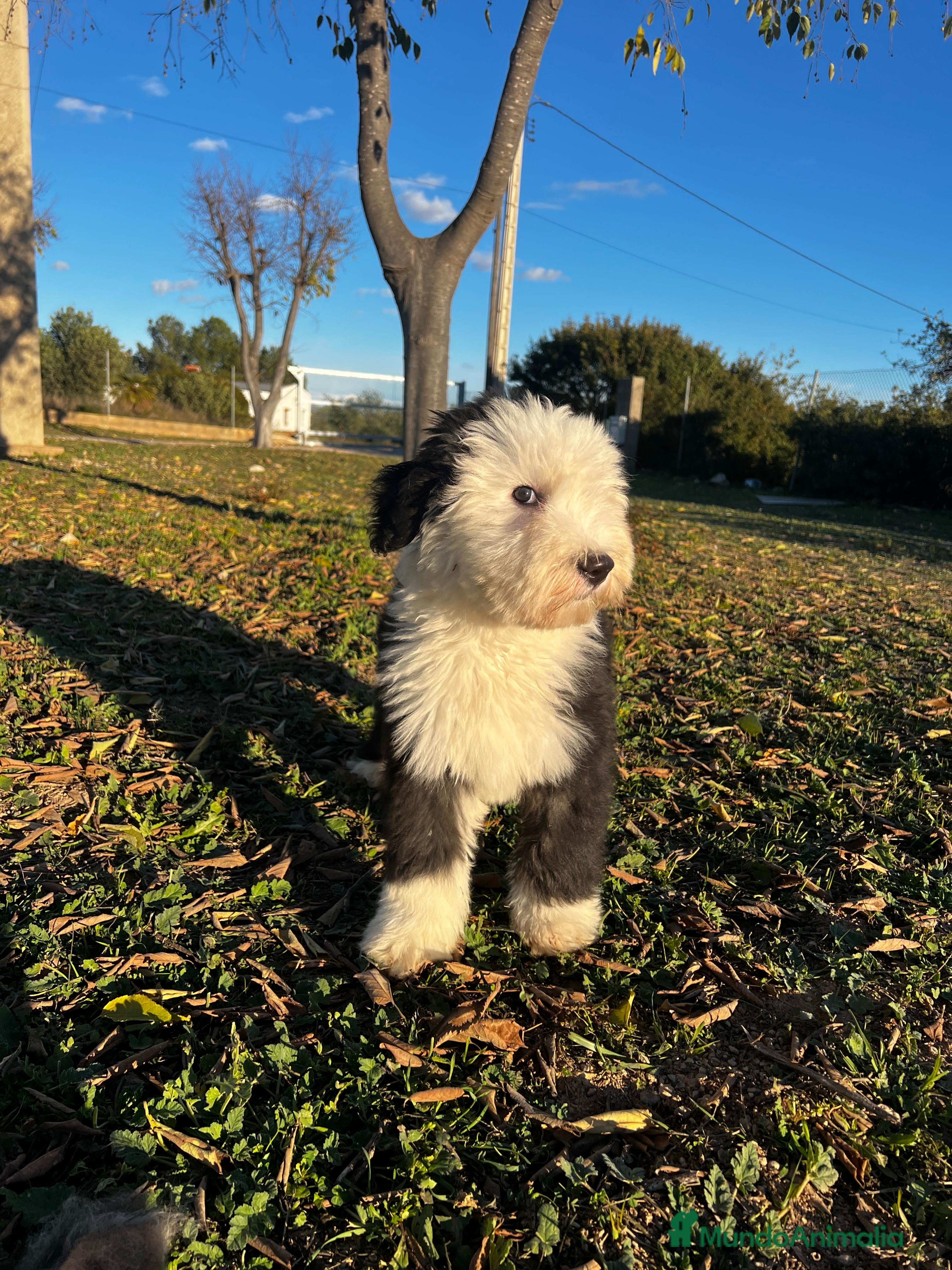 Antiguo Perro de Pastor Inglés - Bobtail perros BOBTAIL BICOLOR GARANTIA Y CALIDAD - Anuncio 1