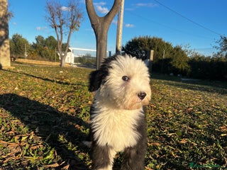 Antiguo Perro de Pastor Inglés - Bobtail perros BOBTAIL BICOLOR GARANTIA Y CALIDAD - Anuncio 1