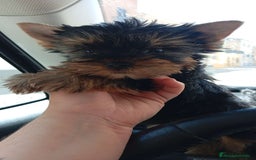 Yorkshire Terrier perros en venta: Yorkshire toy - Imagen 4