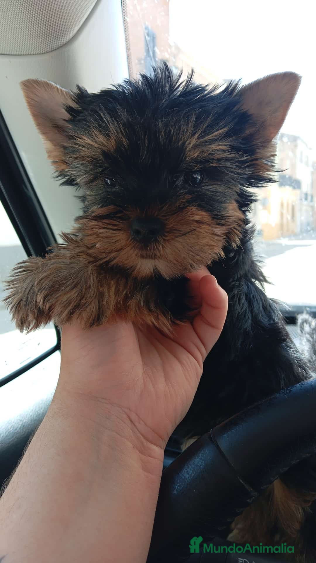 Yorkshire Terrier perros en venta: Yorkshire toy - Imagen 4