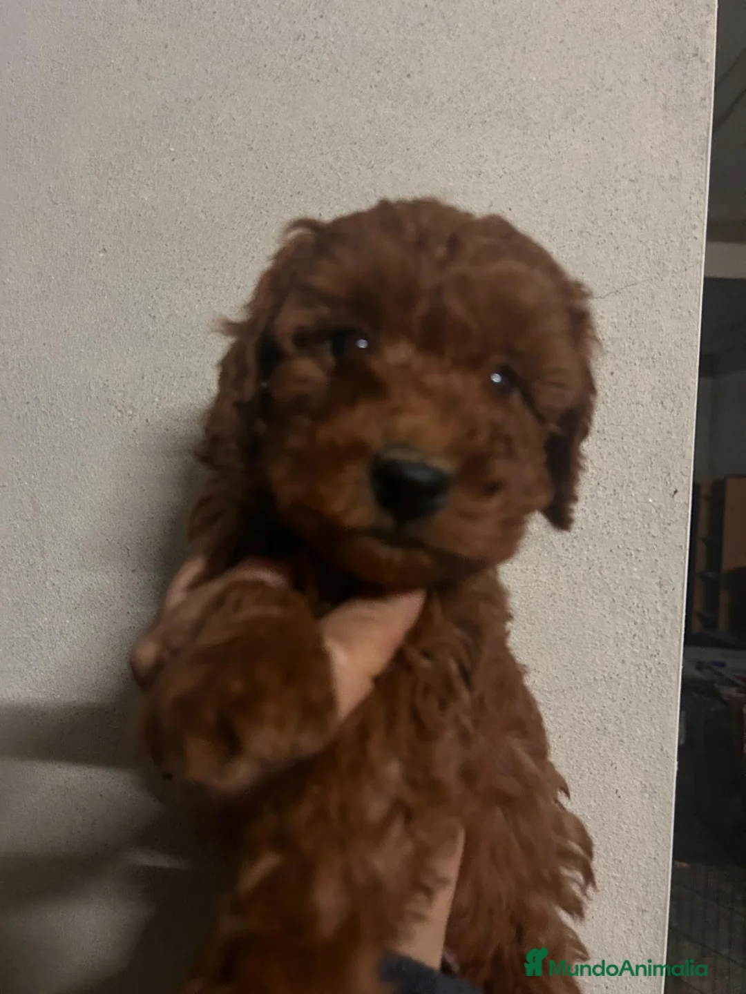 Raza Mixta perros en venta: Caniches - Anuncio 2