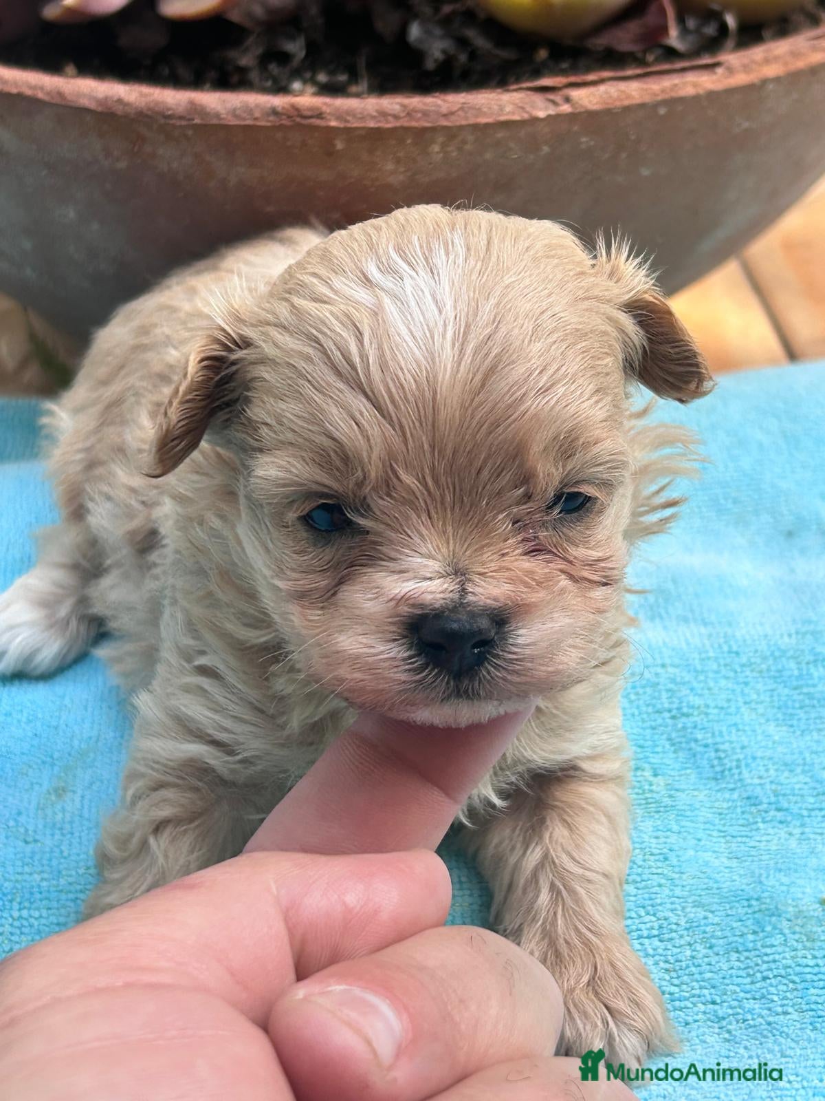 Maltipoo perros Camada cachorros raza Maltipoo en Granada - Anuncio 2