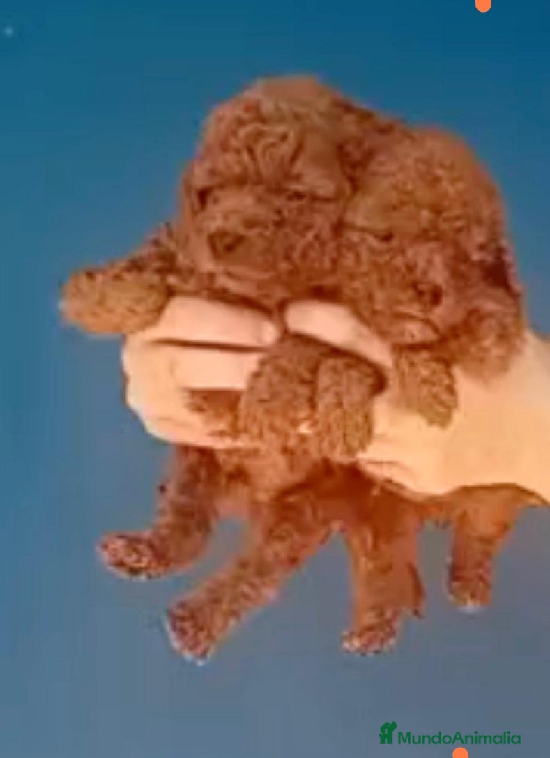 Caniche Enano perros Caniche rojo enano  - Anuncio 1