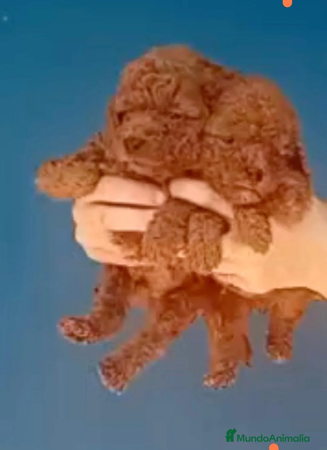 Caniche Enano perros en venta: Caniche rojo enano  - Anuncio 1