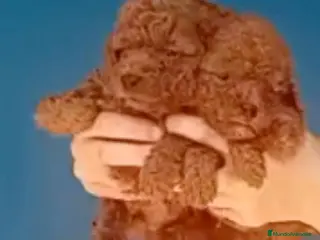 Caniche Enano perros Caniche rojo enano - Anuncio 1