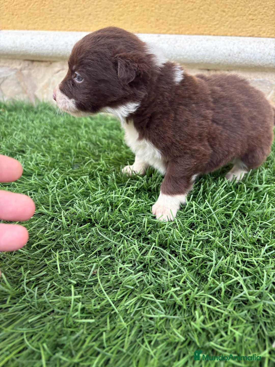 Border Collie perros en venta: Hembra chocolate de Border Collie  - Anuncio 9