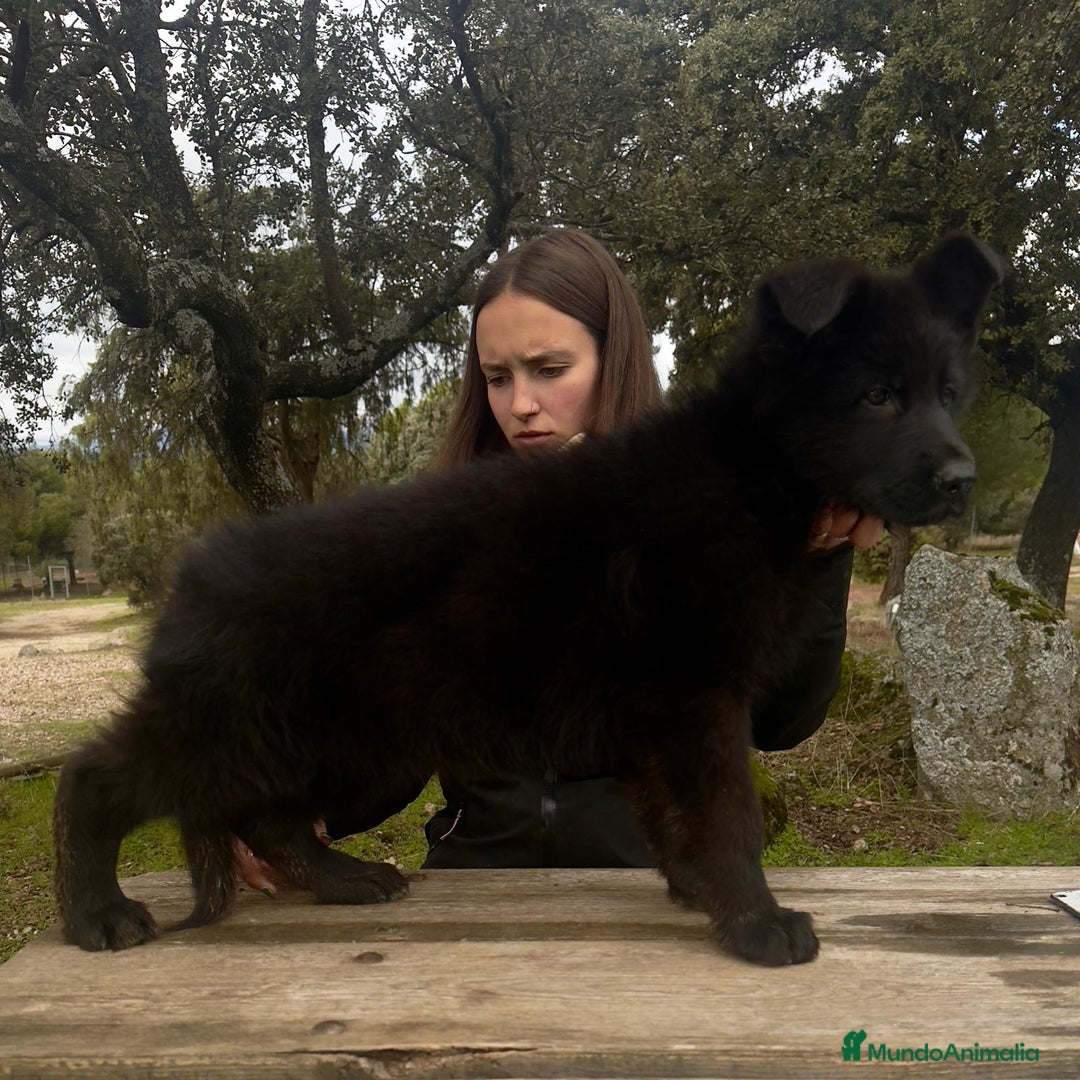 Pastor Alemán perros en venta: Pastor alemán belleza  - Anuncio 5