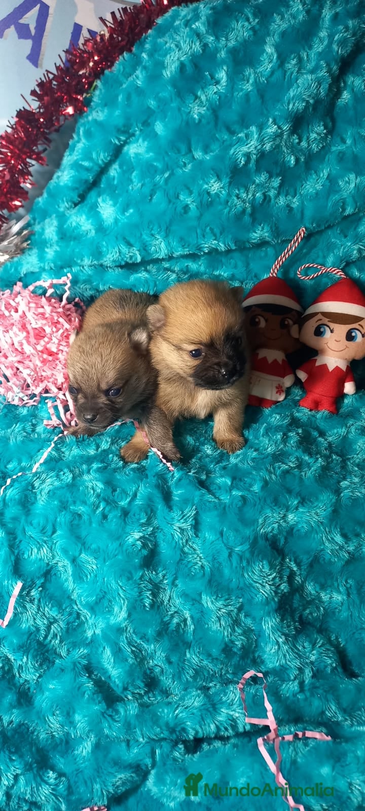 Chihuahua perros Pomchi pelo largo y semilargo  - Anuncio 1