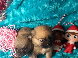 Chihuahua perros Pomchi pelo largo y semilargo - Anuncio 1