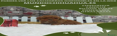 Caniche Toy Cachorro 2
