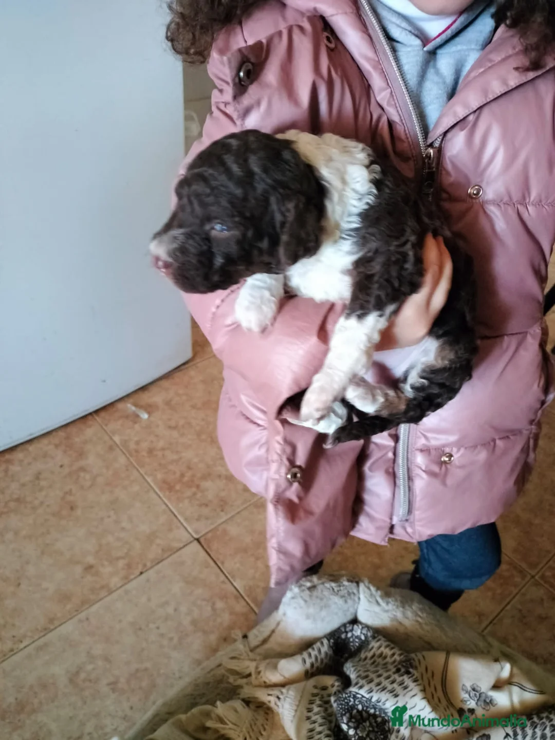 Perro de Agua Español perros en venta: Preciosos bicolor - Anuncio 1