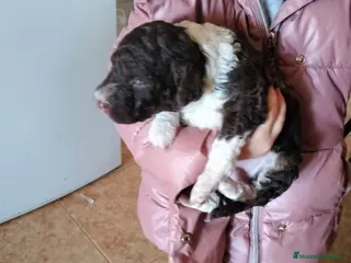 Perro de Agua Español perros Preciosos bicolor - Anuncio 1