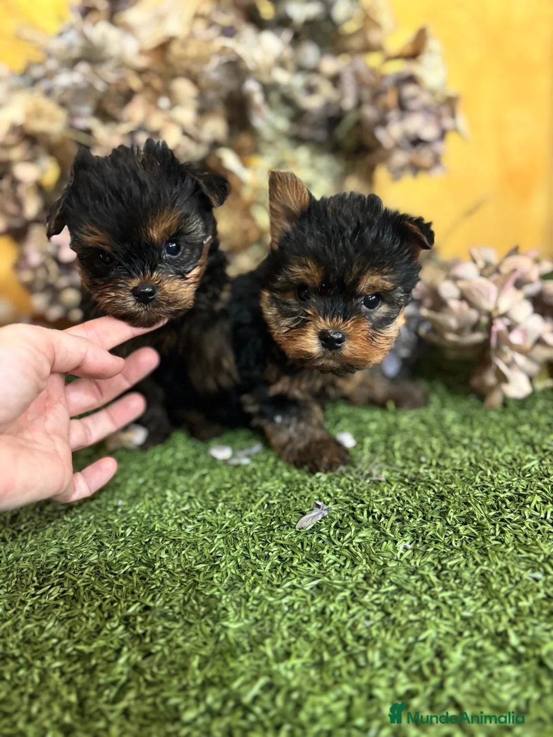 Yorkshire Terrier perros en venta: Yorkshire Toy fotos actuales hembra y macho !! - Anuncio 12