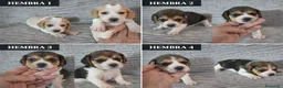 Beagle perros en venta: BEAGLE HEMBRAS EXCLUSIVAS  - Anuncio 1