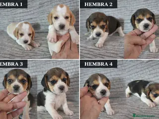 Beagle perros BEAGLE HEMBRAS EXCLUSIVAS - Anuncio 1
