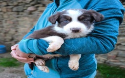 Border Collie perros en venta: Cachorros border collie color chocolate  - Imagen 4