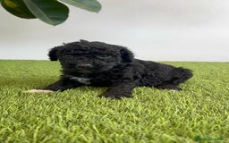 Perro de Agua Español perros en venta: PERRO DE AGUA ESPAÑOL HEMBRA - Imagen 4