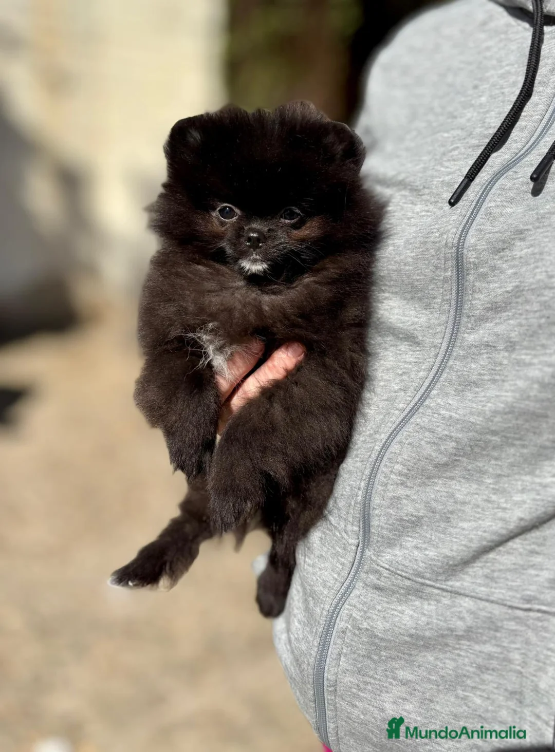 Pomerania perros en venta: Machito línea coreana  - Anuncio 2