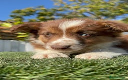 Border Collie perros en venta: BORDER COLLIE - Anuncio 34