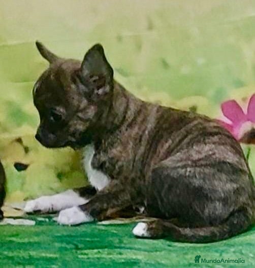 Chihuahua perros Cachorros de Chihuahuas en Caraby - Anuncio 1