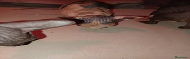 Sphynx Gatito 2