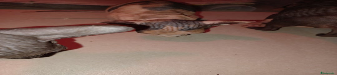 Sphynx Gatito 2