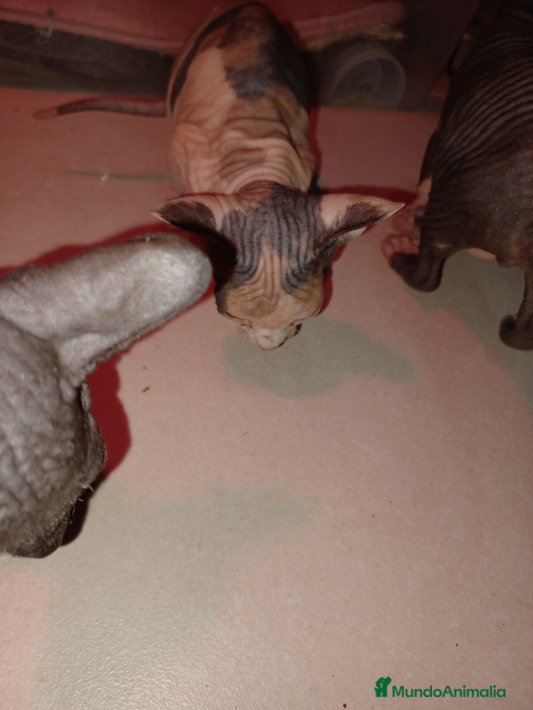 Sphynx gatos en venta: Gato esfinge  - Imagen 2
