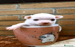 Chihuahua perros en venta: Chihuahuas mini - Imagen 1
