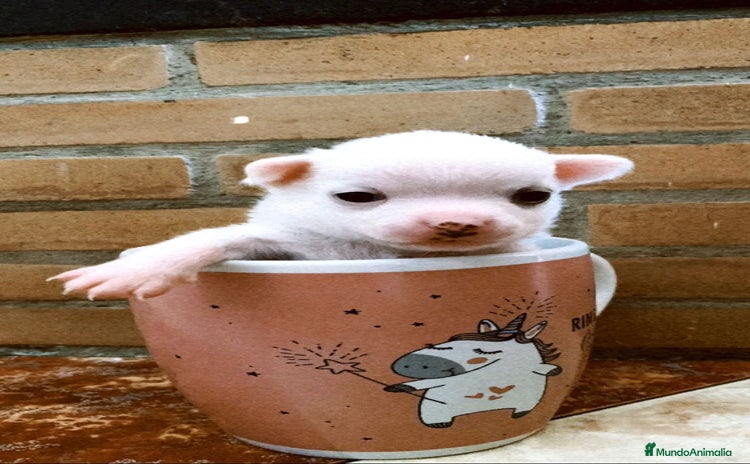 Chihuahua perros - Anuncio 2