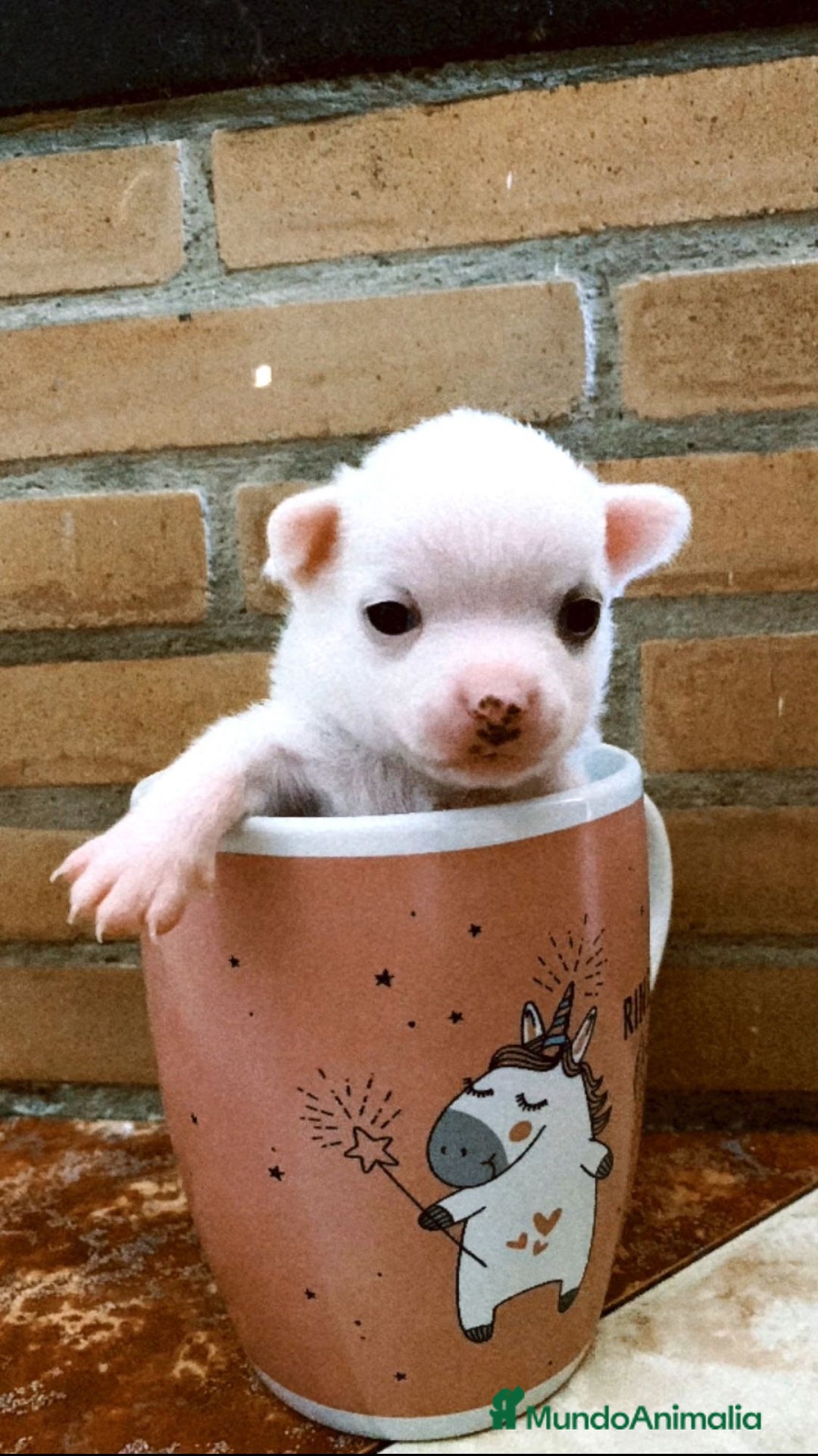 Chihuahua perros en venta: Chihuahuas mini - Imagen 1